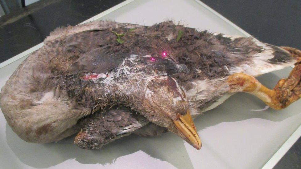 Dead goose