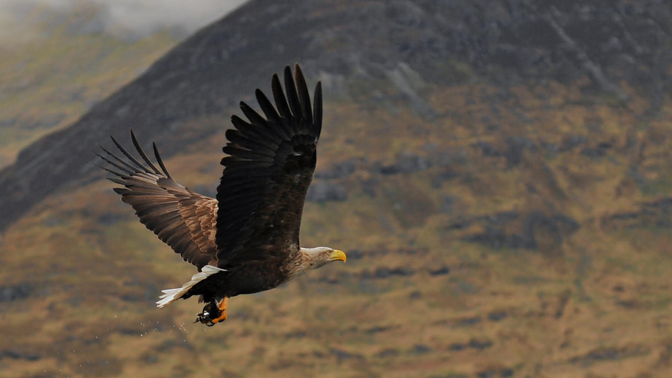 A white-tailed eagle carrying fish for food.