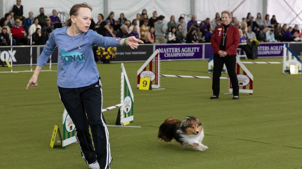 Dogs navigate course at Westminster Dog Show 2024