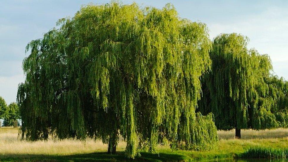 Weeping willow tree