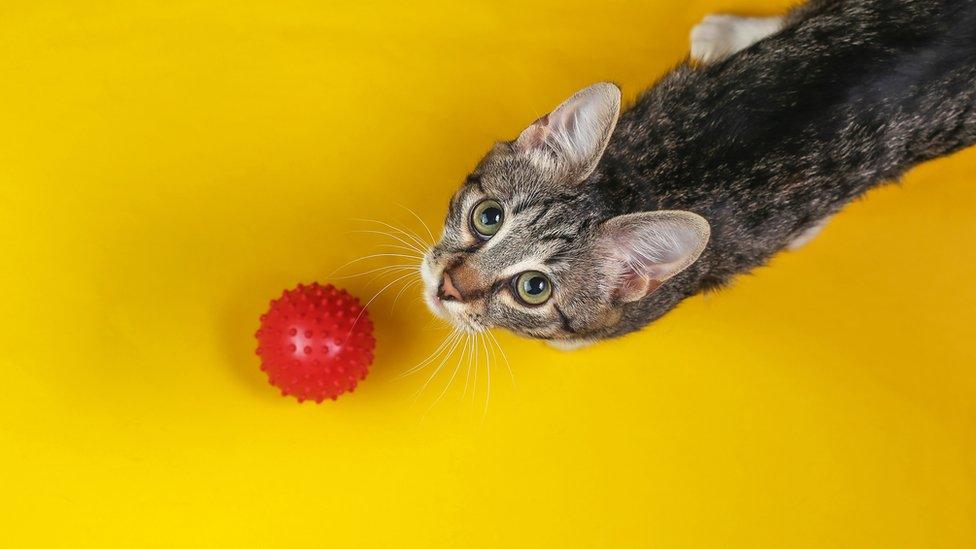 Cat with ball at its feet.