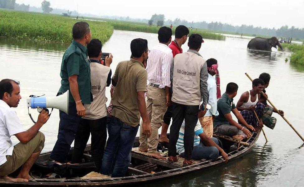 Bangladesh wildlife officials look on from a boat as they observe a wild elephant in a watercourse at Sarishabari in Jamalpur District some 150kms north of Dhaka