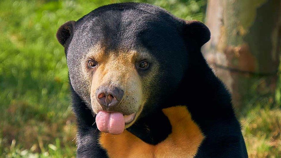 Sun bear