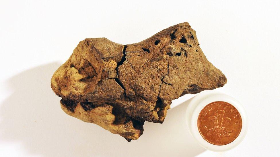 Dinosaur brain fossil