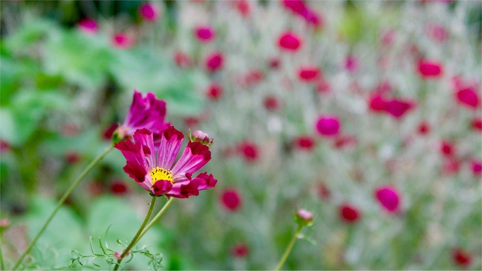 Guy's Cliffe Walled Garden