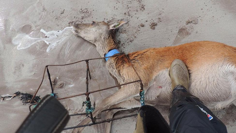 Deer trapped in marine pollution