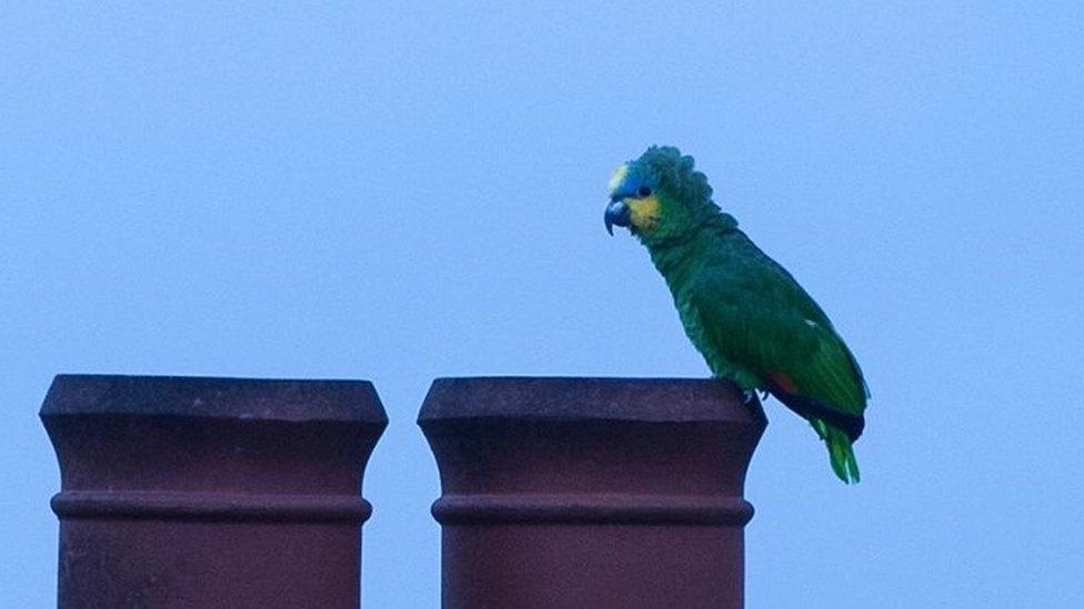 Robbie the parrot currently living wildlife in Usk after escaping from home