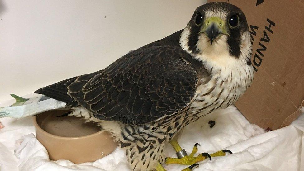 Peregrine falcon