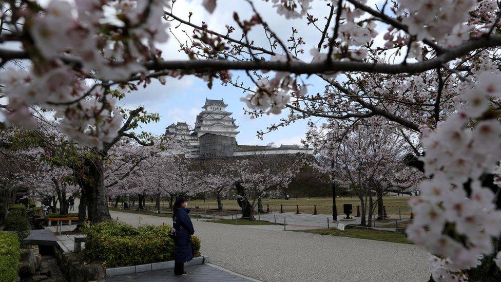 Cherry blossom season last year in Himeji, Japan