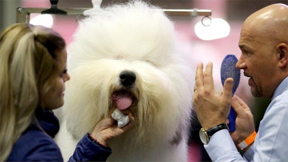 Jagger the old English sheepdog