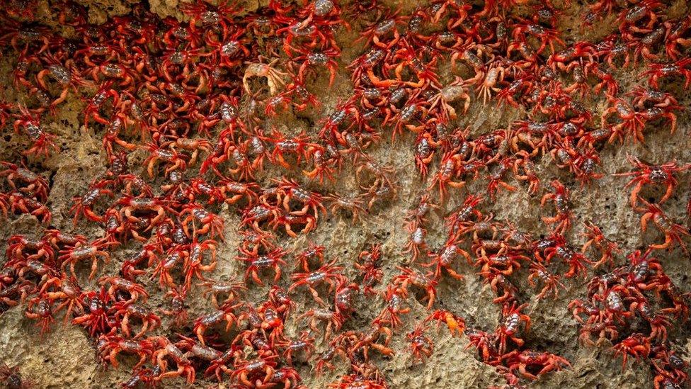 The famous red crabs of Christmas Island migrate to the sea to mate and lay their eggs