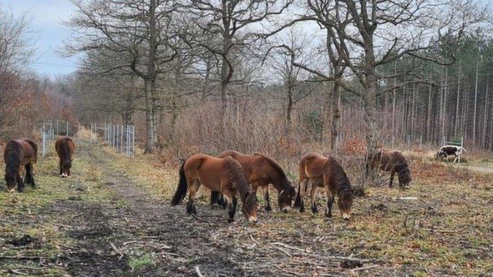 Exmoor ponies at the Wilder Blean Project