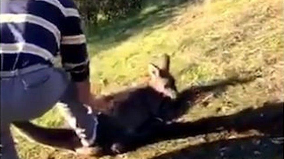 Caption showing injured kangaroo and man with a knife