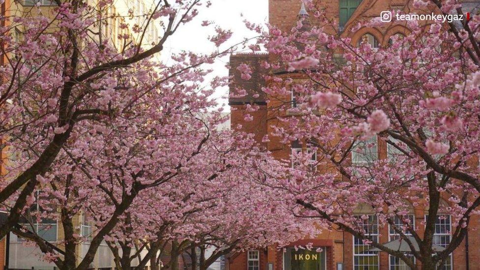 Oozells Square blossom