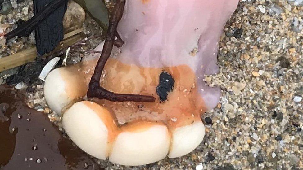 False teeth on the beach