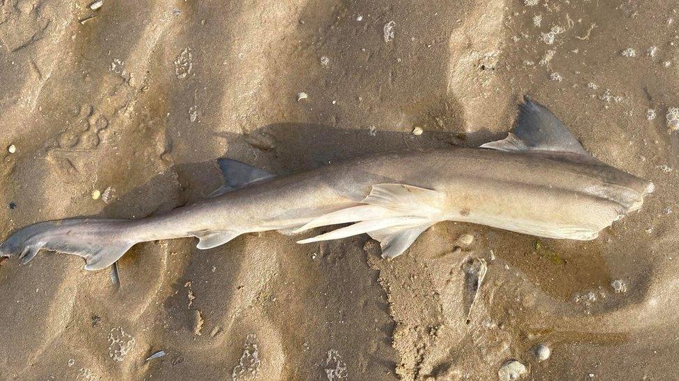 headless shark found washed up on beach