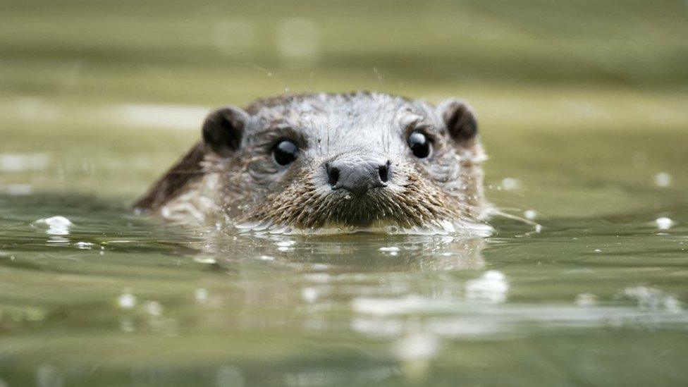 otter