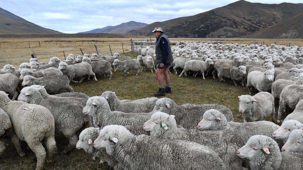 New Zealand farmers