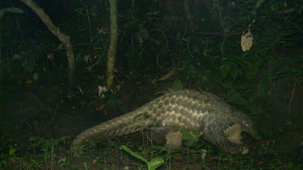 Giant pangolin