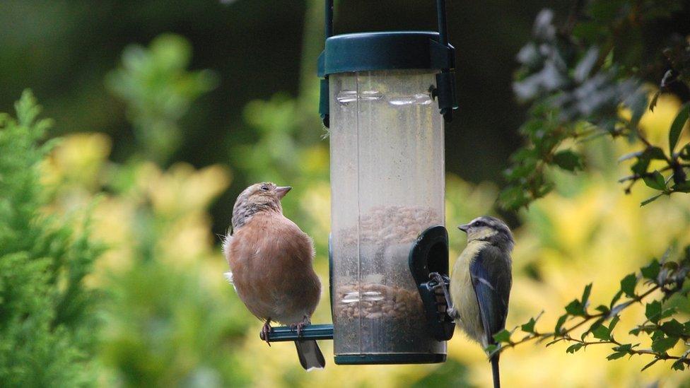 Dau aderyn yn bwyta ar fwydwr adra