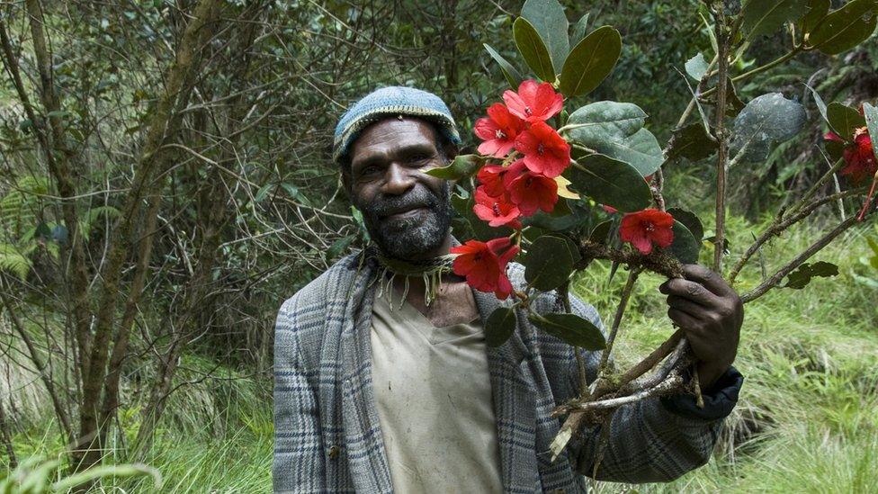 This local guide located a spectacular rhododendron in bloom in the Cromwell Mountains of Papua New Guinea