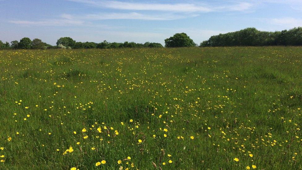 Emmett Hill nature reserve