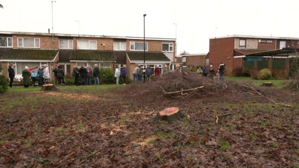 Land cleared of trees