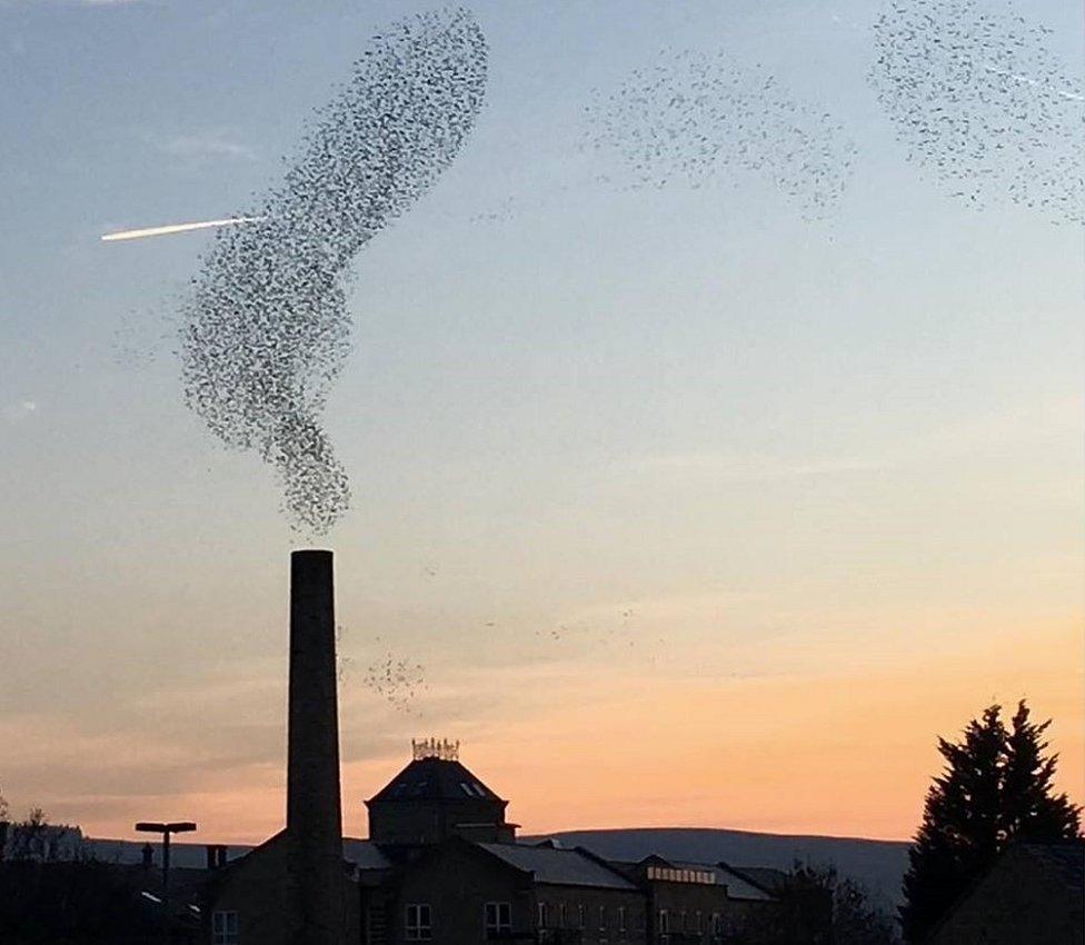 Starling murmuration