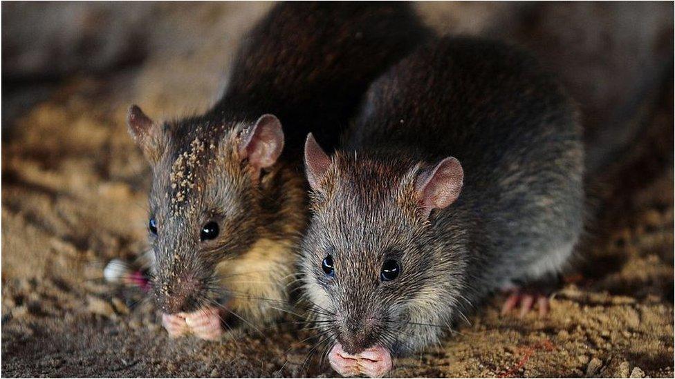 Rats eat grains of puffed rice in Allahabad on 28 July 2015