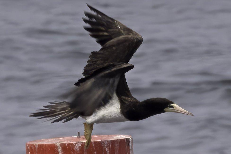 The booby starts to take off from a buoy