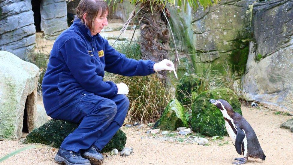 Sue Woodgate with penguin at Drusillas