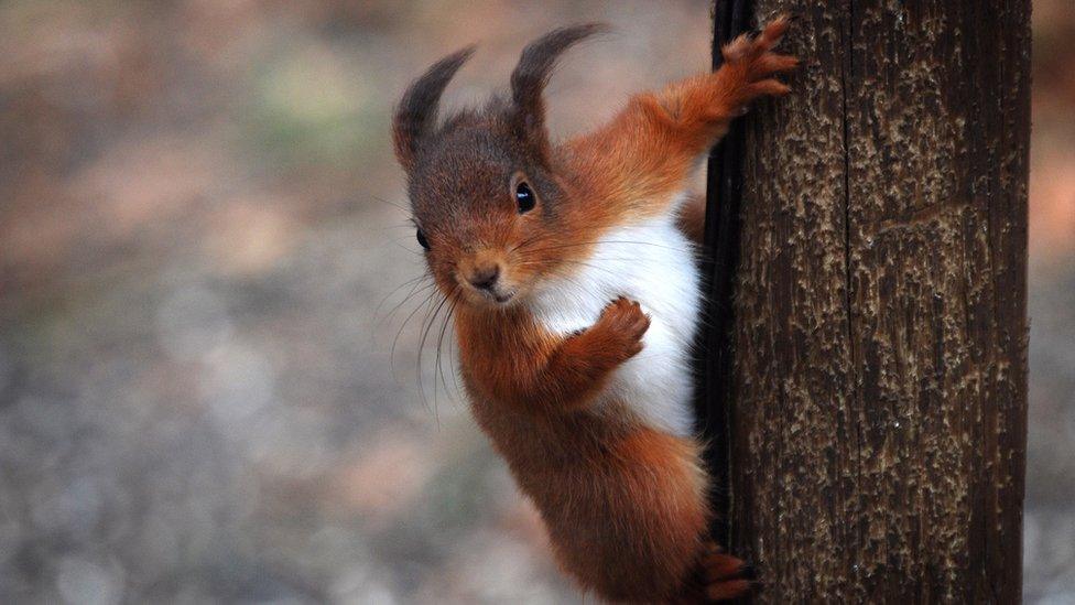 squirrel.