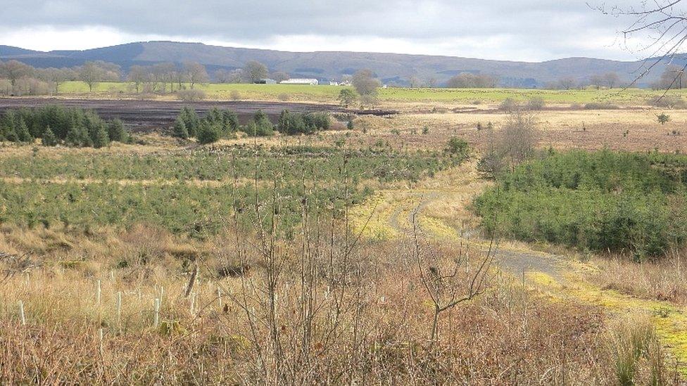 Lochwood Moss