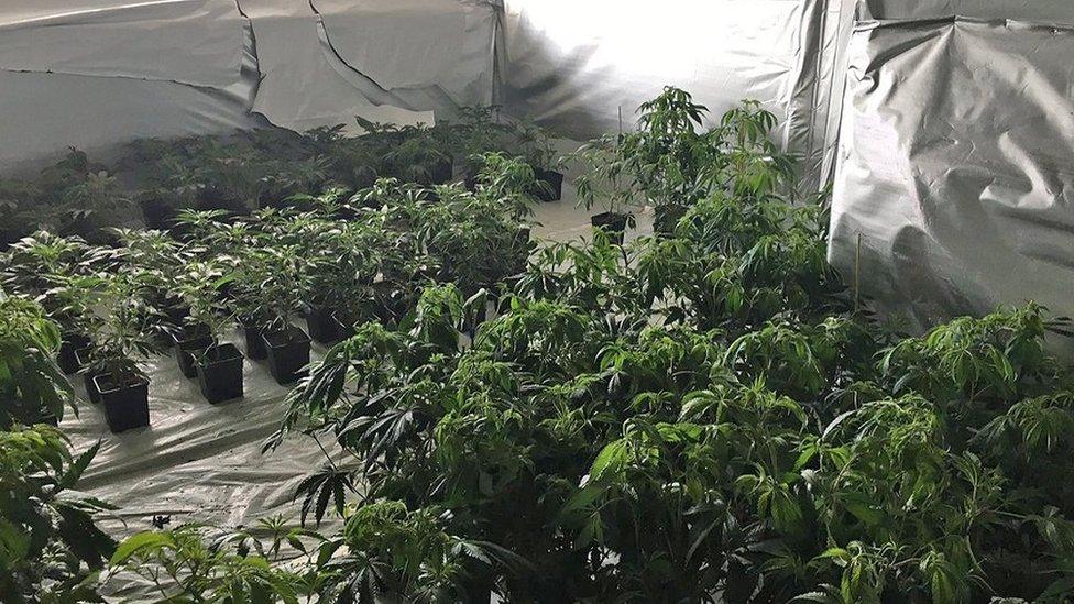 Plants at a cannabis factory which covered three floors of a derelict tower block in the middle of a housing estate in Birmingham.