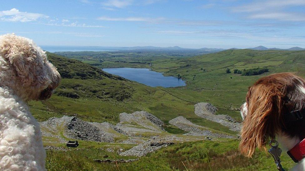 Labradoodle Kashmir and spaniel Talisker take in the view of the mines overlooking Llyn Cwmystradllyn, south west of Beddgelert, Snowdonia. Picture taken by Welshman David Radford, who now lives in the Isle Of Man