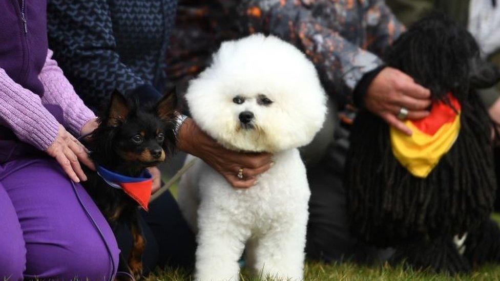 Crufts 2019