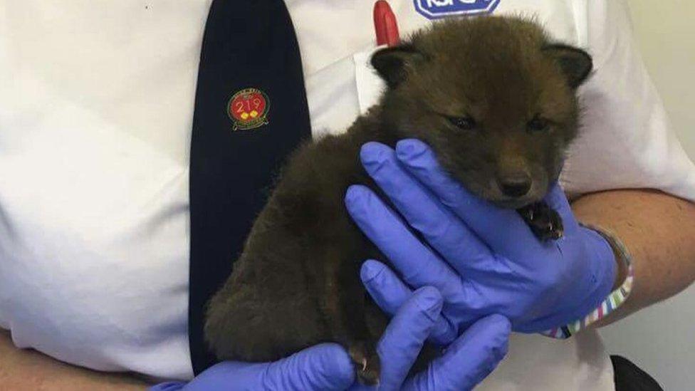 Scorched fox cub