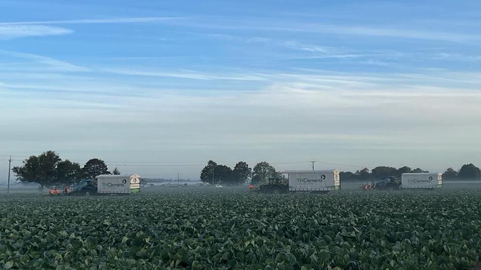 Vehicles harvesting crops