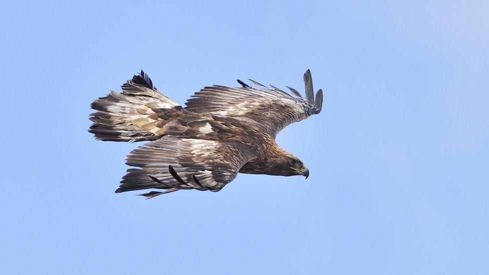 Golden eagle