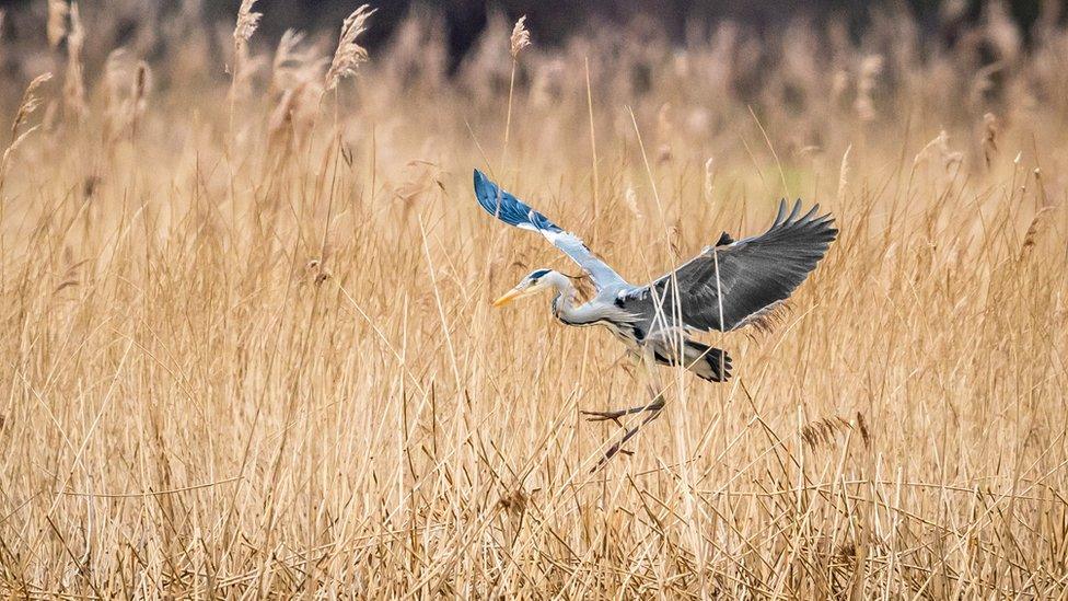 A grey heron comes into land at RSPB Otmoor