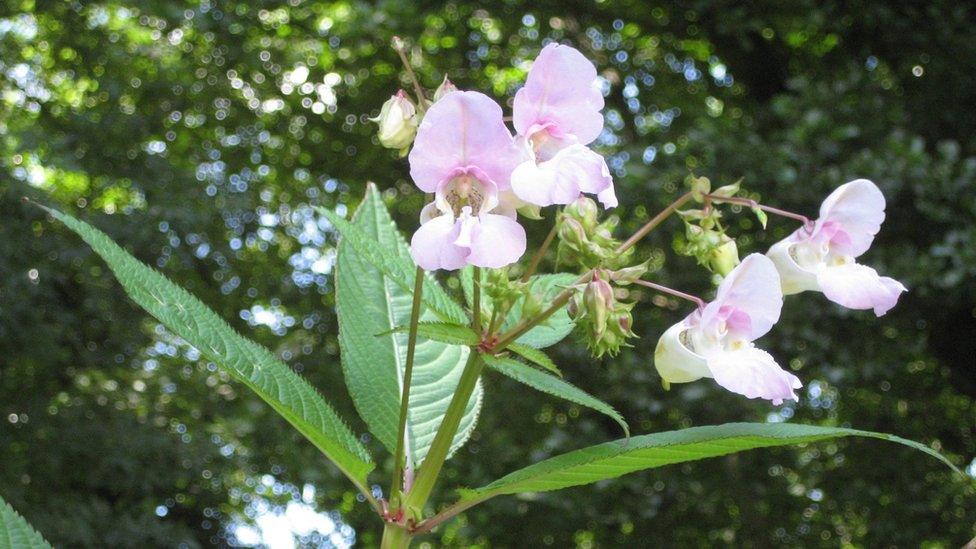 Himalayan balsam flowers