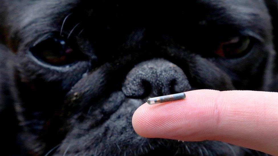 Darcy the Pug examining a dog microchip