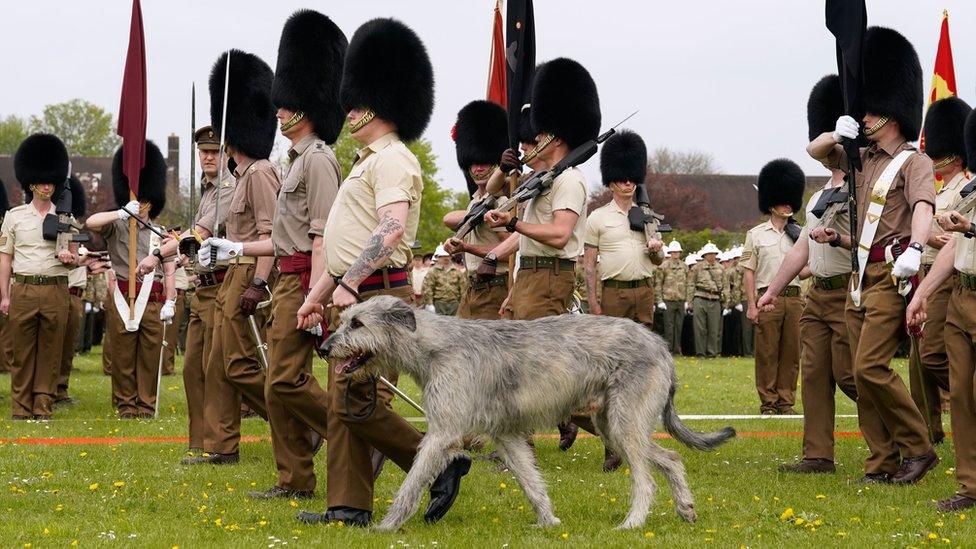 An Irish wolf hound, the mascot of the Irish Guards