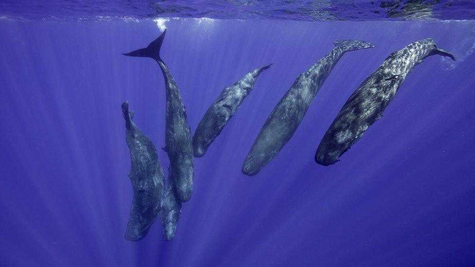 Sperm whales diving