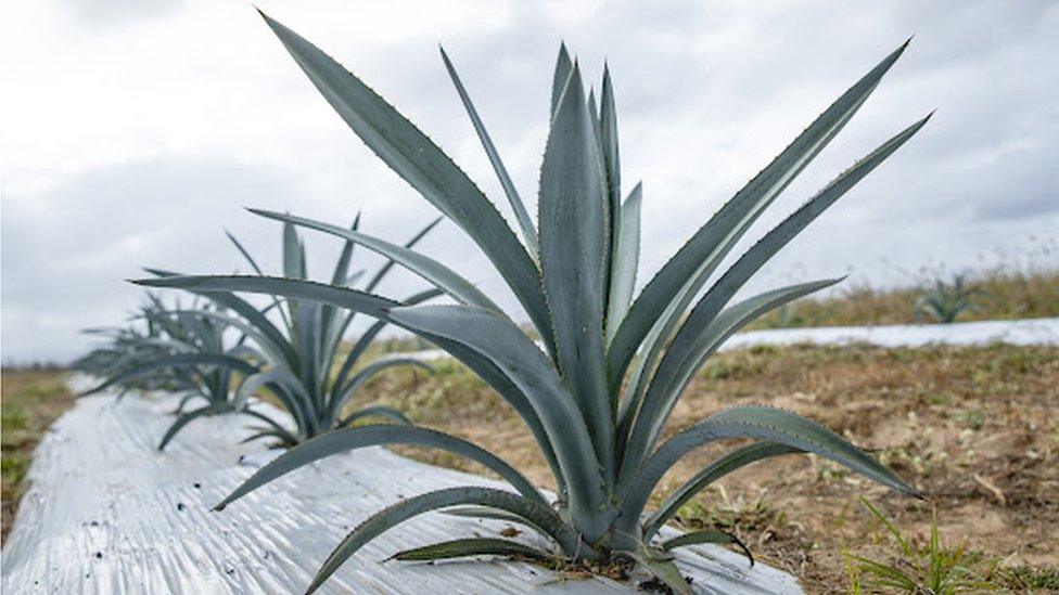 An agave growing in Queensland