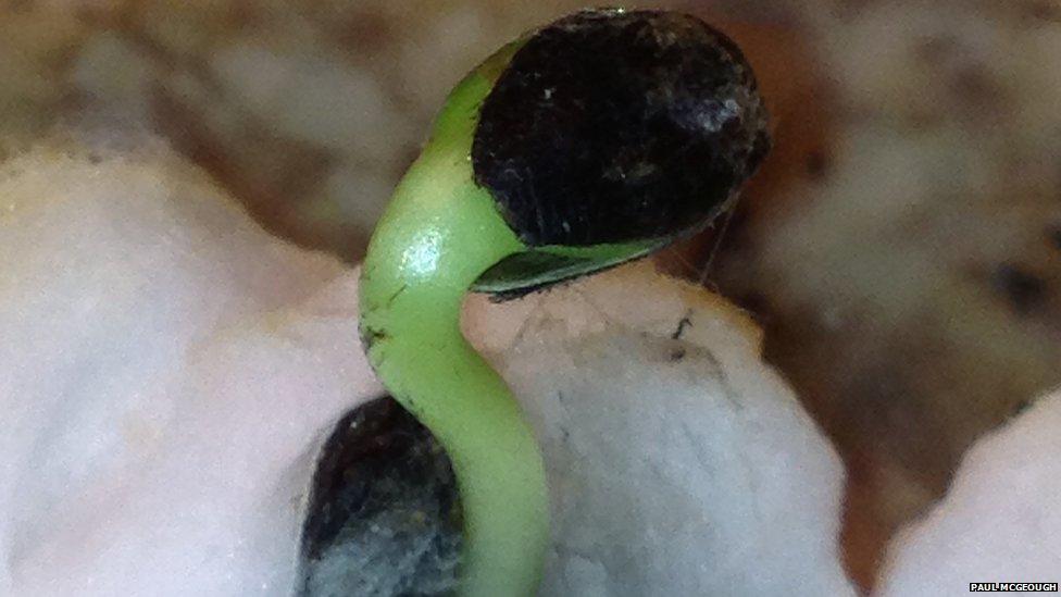 A sunflower seed germinates in cotton wool