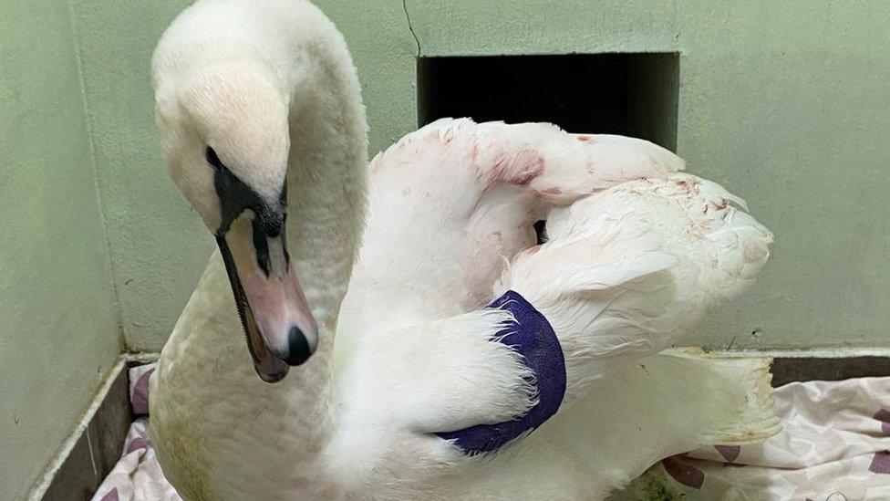 Injured swan