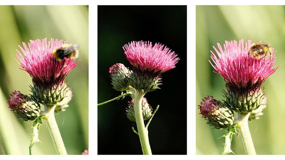 Flower triptych