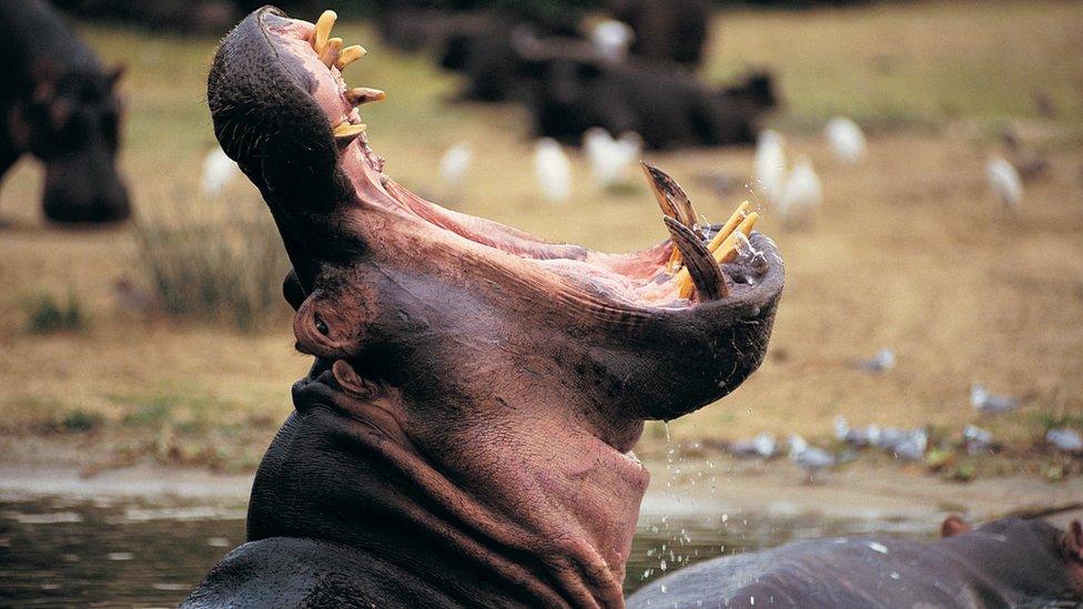 hippo-with-mouth-open.