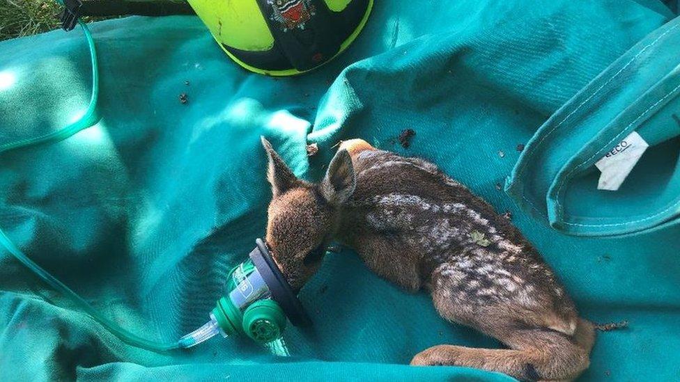 Rescued Roe deer kid